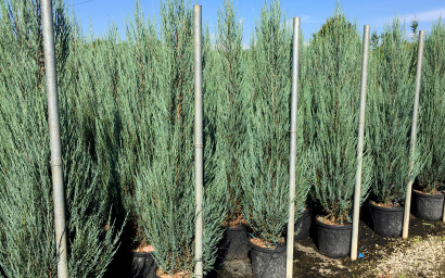 Juniperus scopulorum Blue Arrow